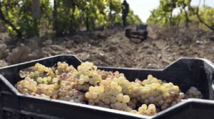 Sustentabilidad y Logística: Colaboración en el transporte de uvas reduce costos en la industria del pisco