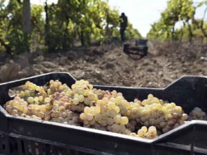 Sustentabilidad y Logística: Colaboración en el transporte de uvas reduce costos en la industria del pisco